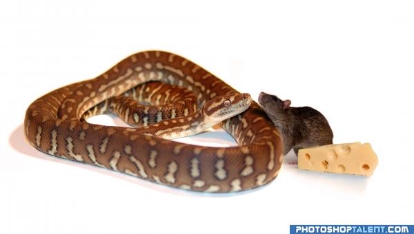 Snake and Mouse